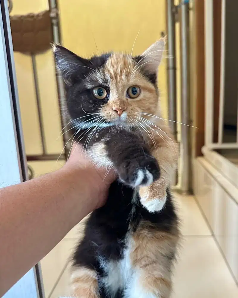 Kucing British Shorthair Bsh Calico