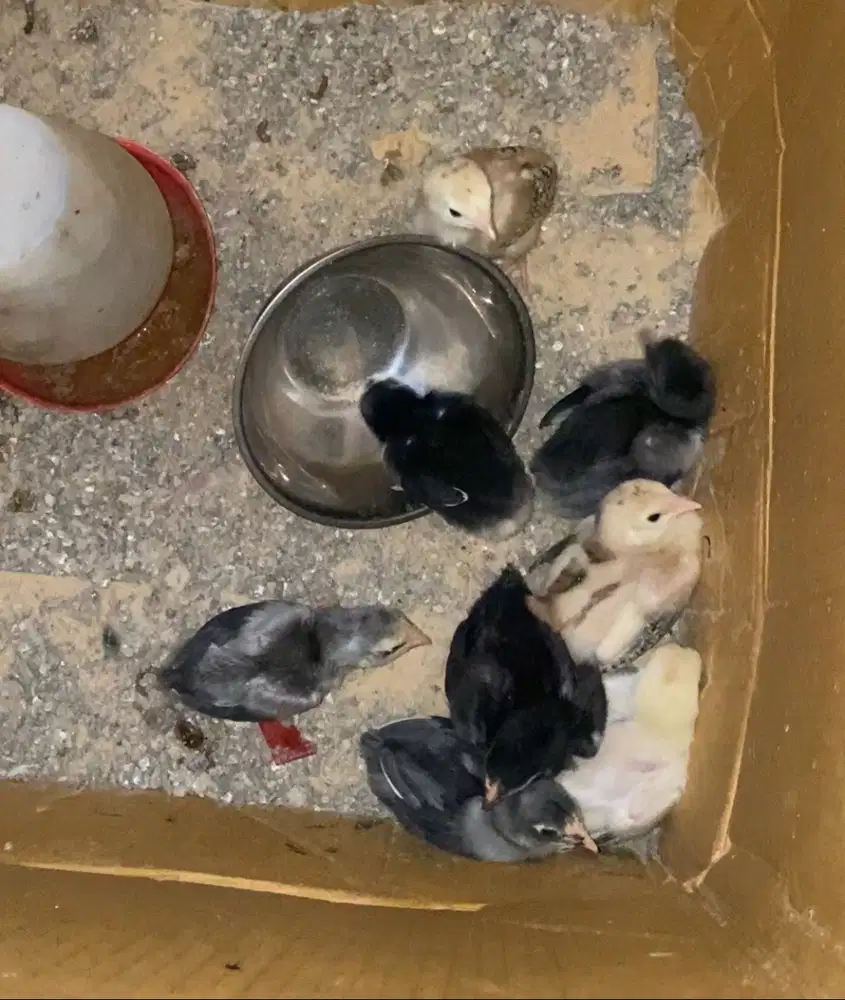 Anak ayam pakhoy brakot