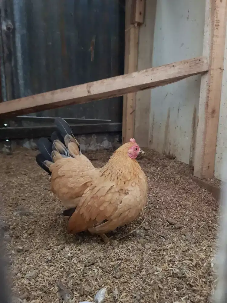 ayam betina kate serama