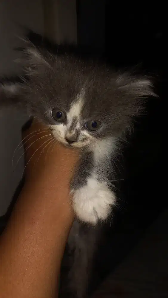 Open Adoptt Kitten Persia JANTAN