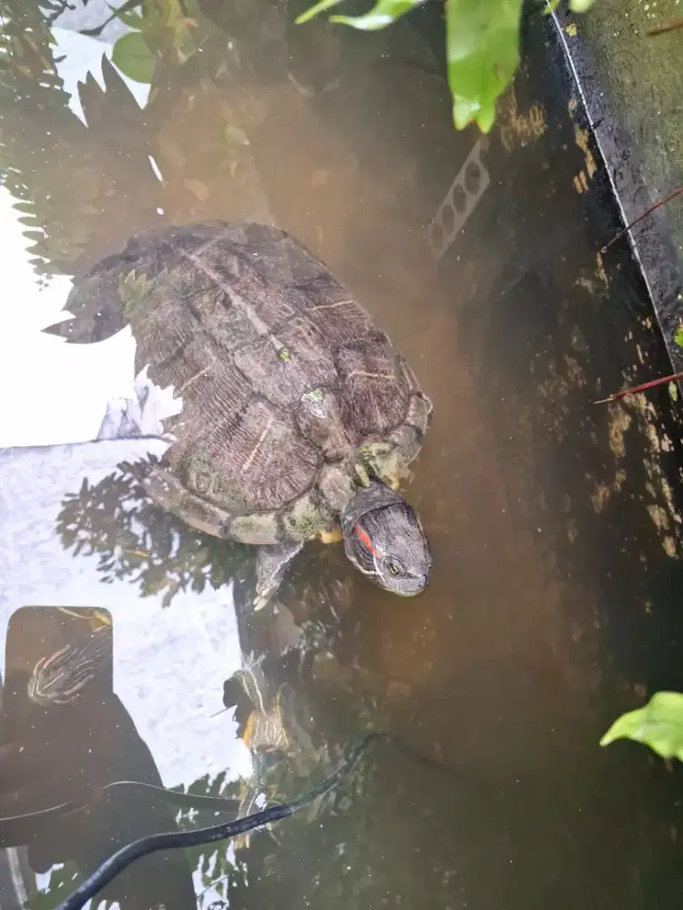 Kura-kura Brazil, RES Indukan sudah bertelur