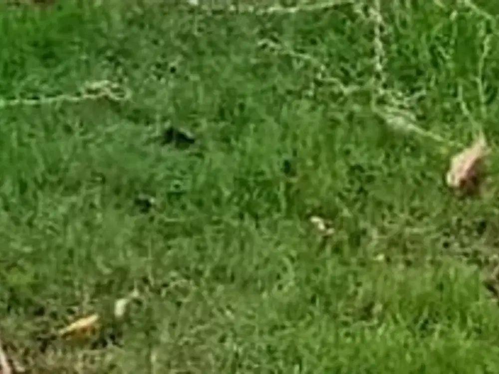 Tanah Teluk Golf Citraland Surabaya Barat