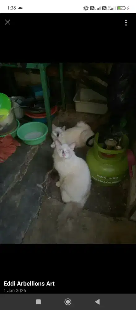 Kucing Ragdoll sepasang