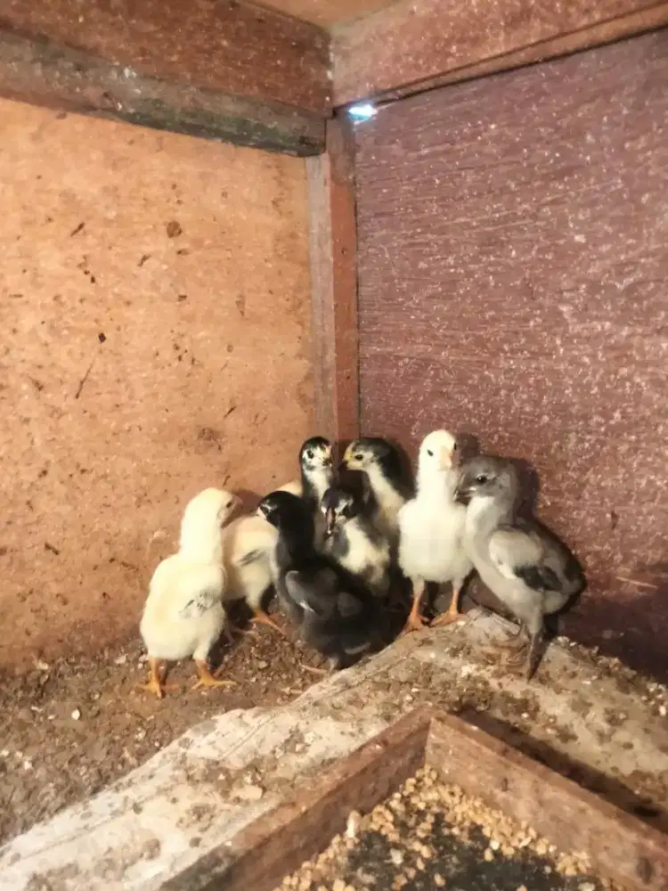 Anakan ayam shamo eropa