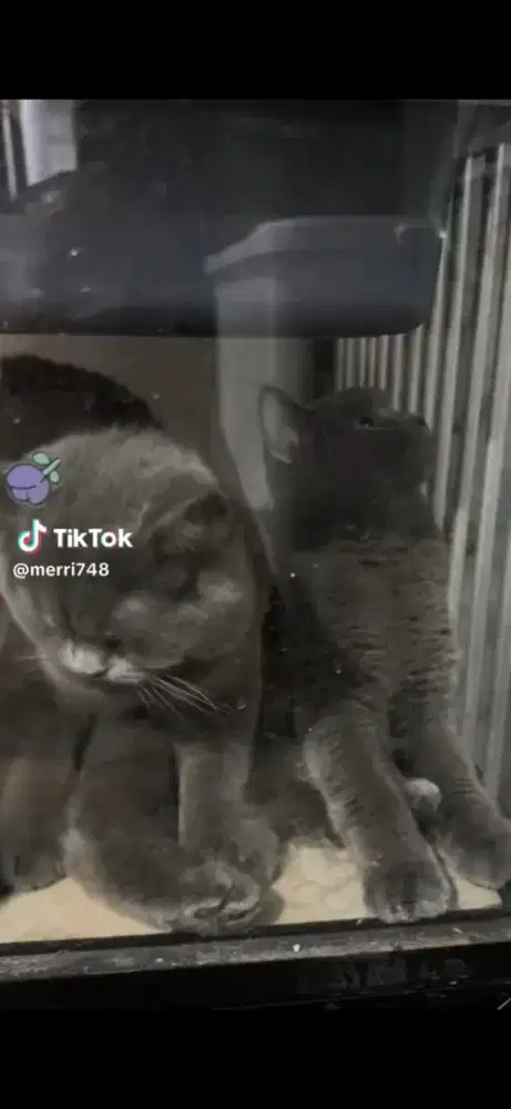 Jual Kucing British Shorthair