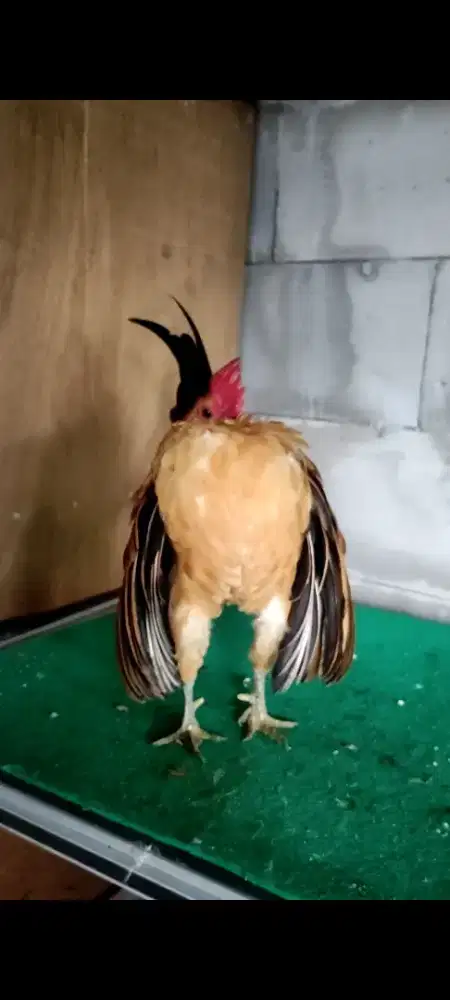 Jual ayam Serama super