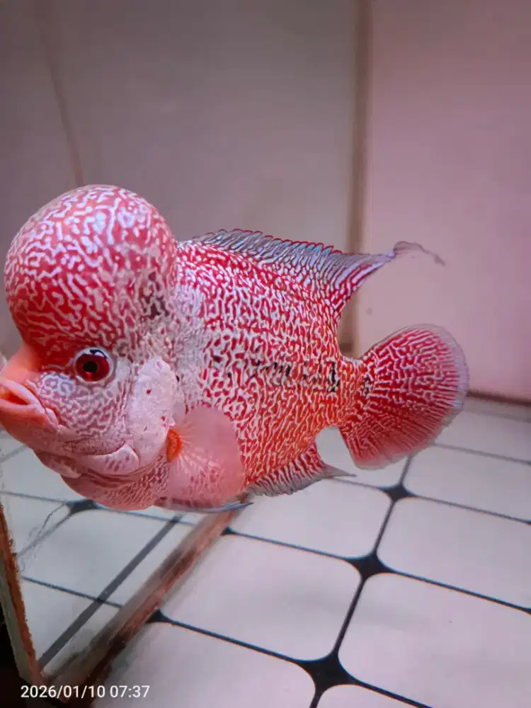 Louhan cencu 4 jari up