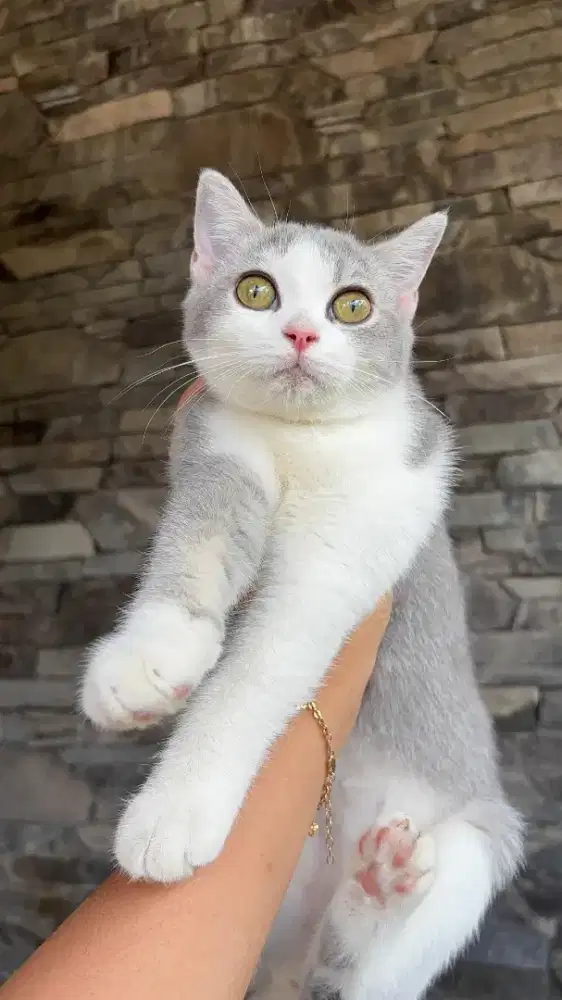 Kucing BSH Betina lok bandung