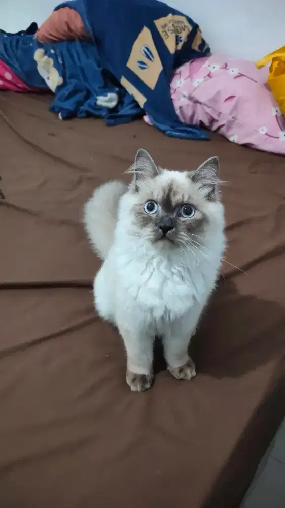 MIXDOLL RAGDOLL MIX 7 BULAN JANTAN