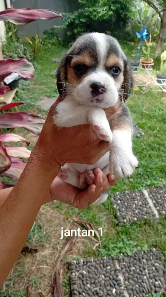 Jual anak anjing beagle