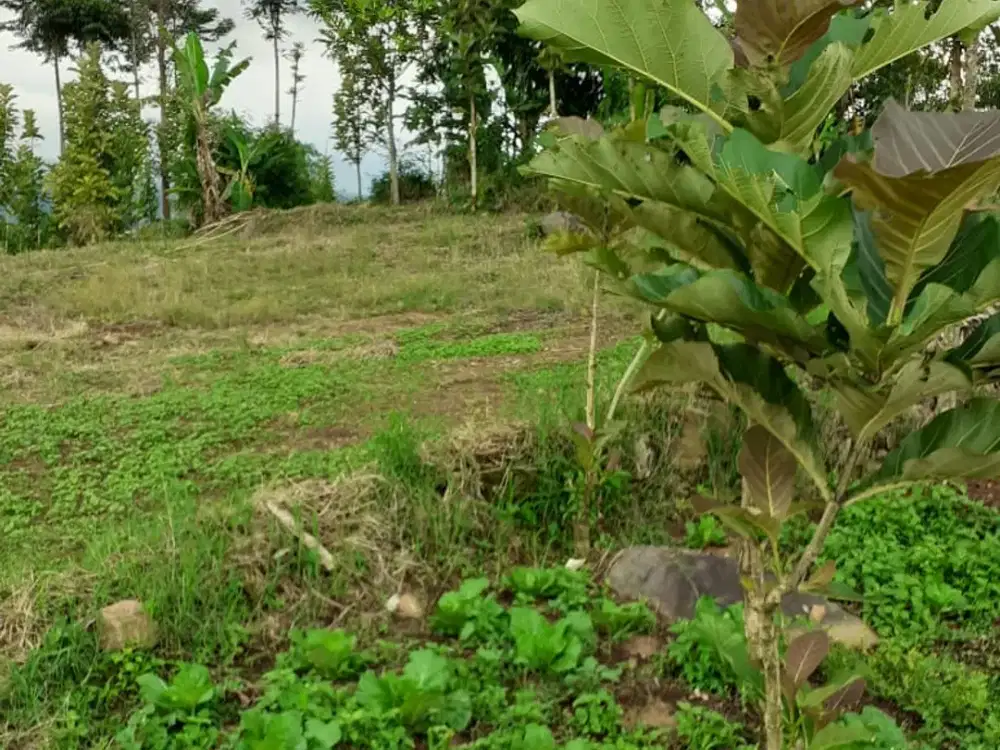 Tanah Kebun Luas Strategis di Ciwidey Bandung