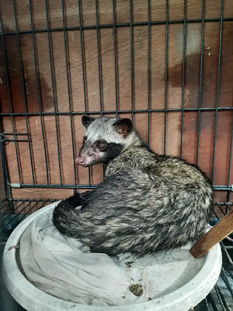 Dijual Musang Pandan