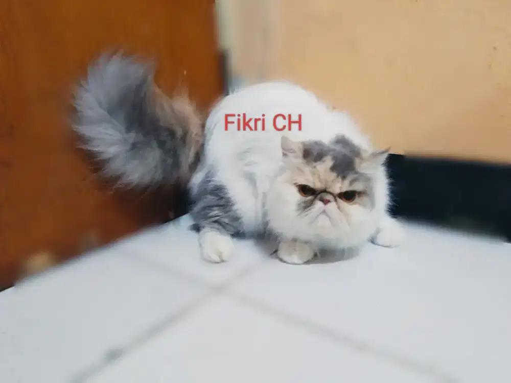 Kucing Persia Peak Nose extreme