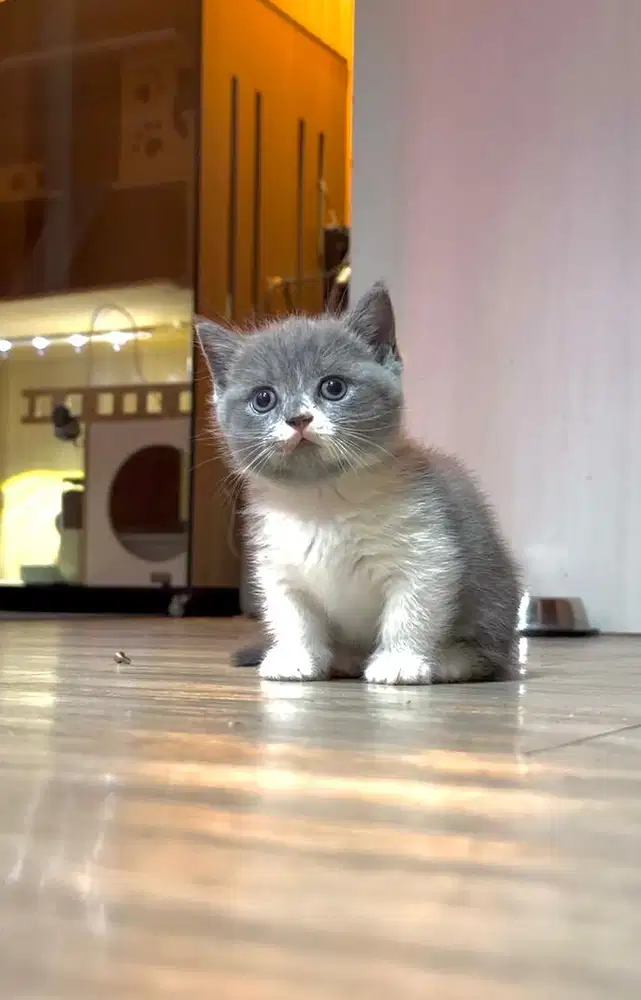 BSH munchkin British short hair