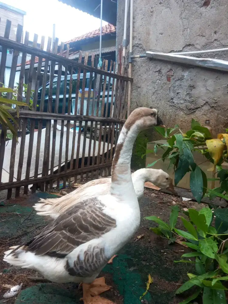 soang/angsa sepasang