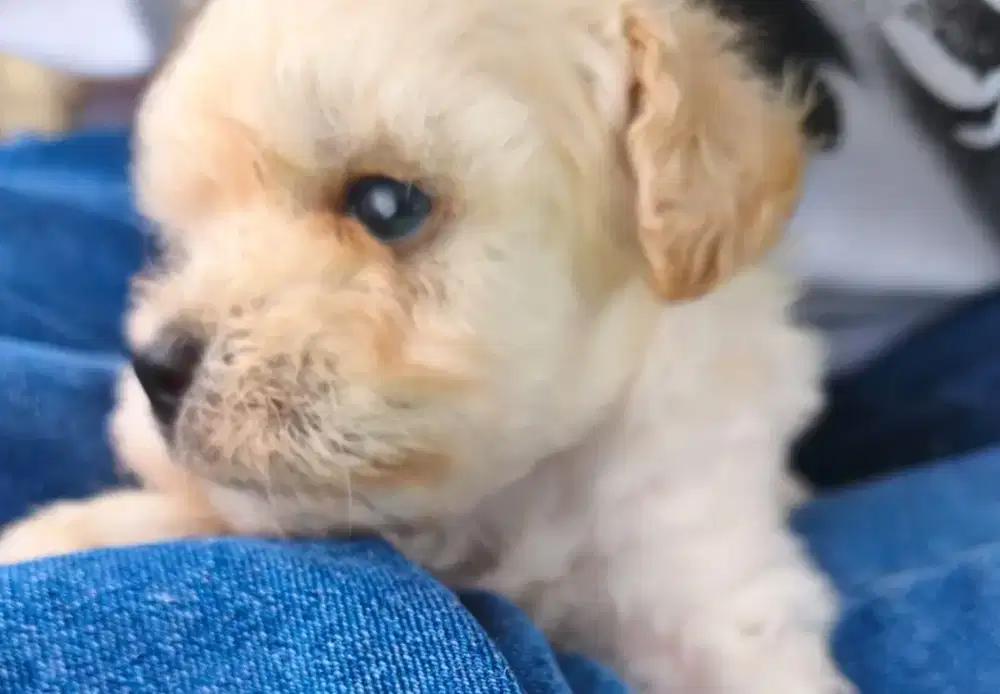 3 Female White Poodle