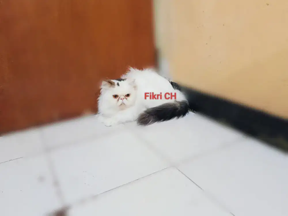 Kucing Persia Peak Nose extreme