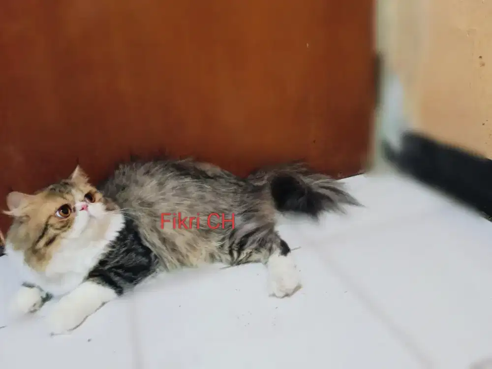 Kucing Persia Peak Nose