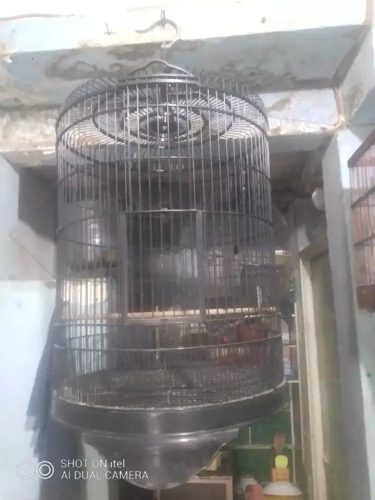 Kandang murai no 2 ruji FIBER di BSD