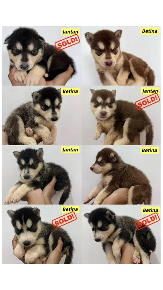 ANAK ANJING HUSKY