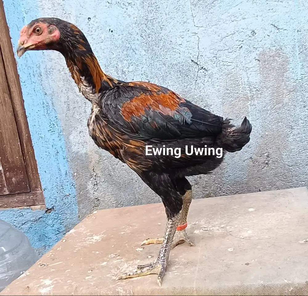 Ayam Bangkok Edisi Sepasang GANOI