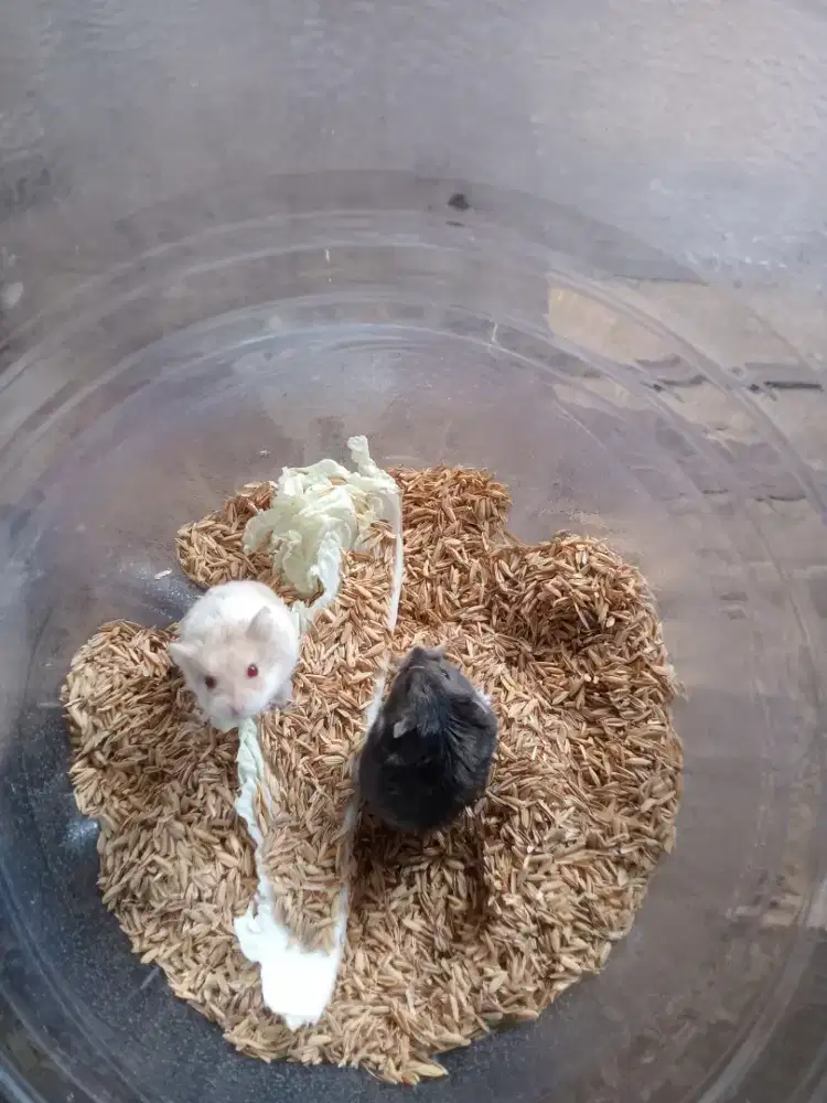 Hamster Campbell 2 pasang 1 betina gendong anak