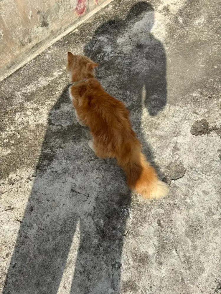 Kucing Persia Jantan