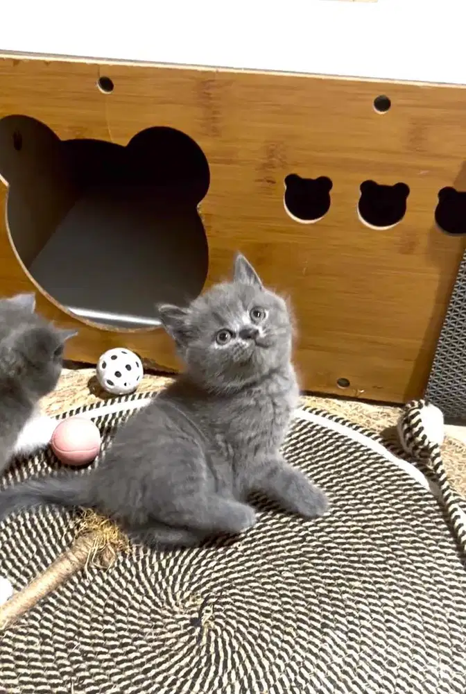 BSH British short hair