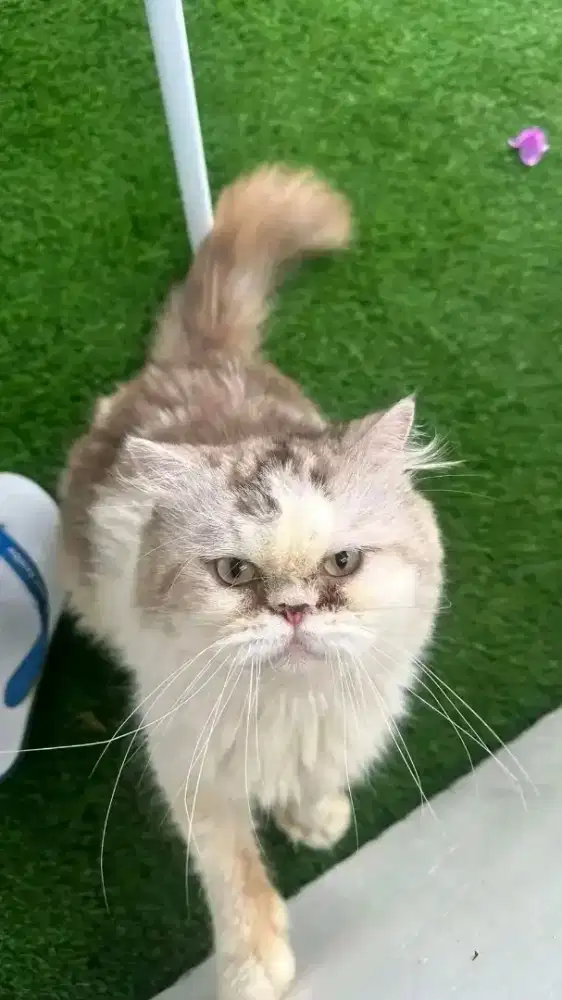 Kucing Jantan Flatnose