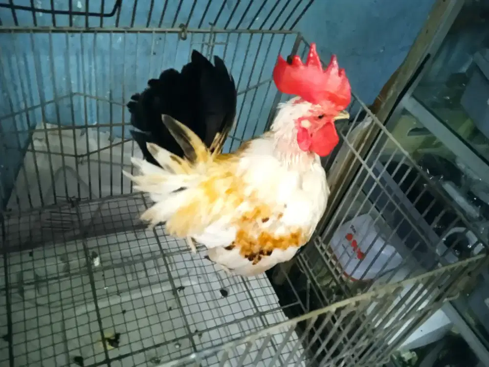 Ayam Kate jantan warna bagus siap produksi