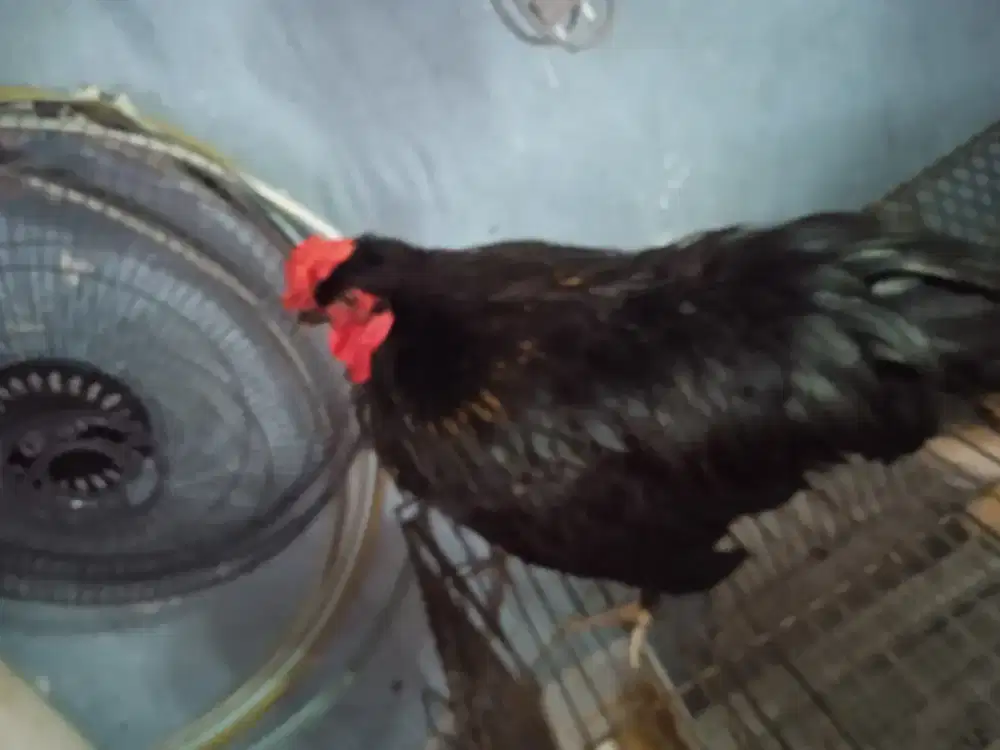 Ayam Kate Cochin jengger mawar sehat dan lucu Uda siap kawin