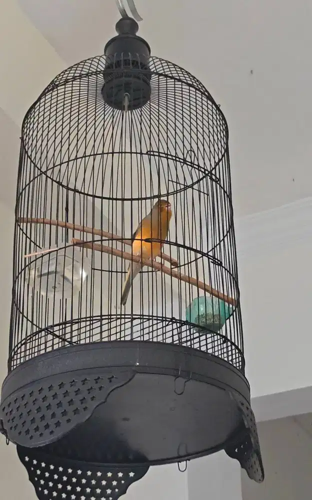 Kenari afs isian jenggot