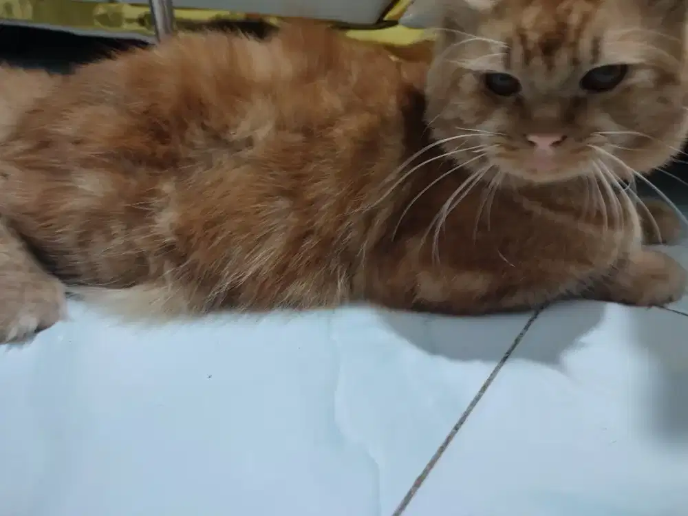Kucing jantan gemes