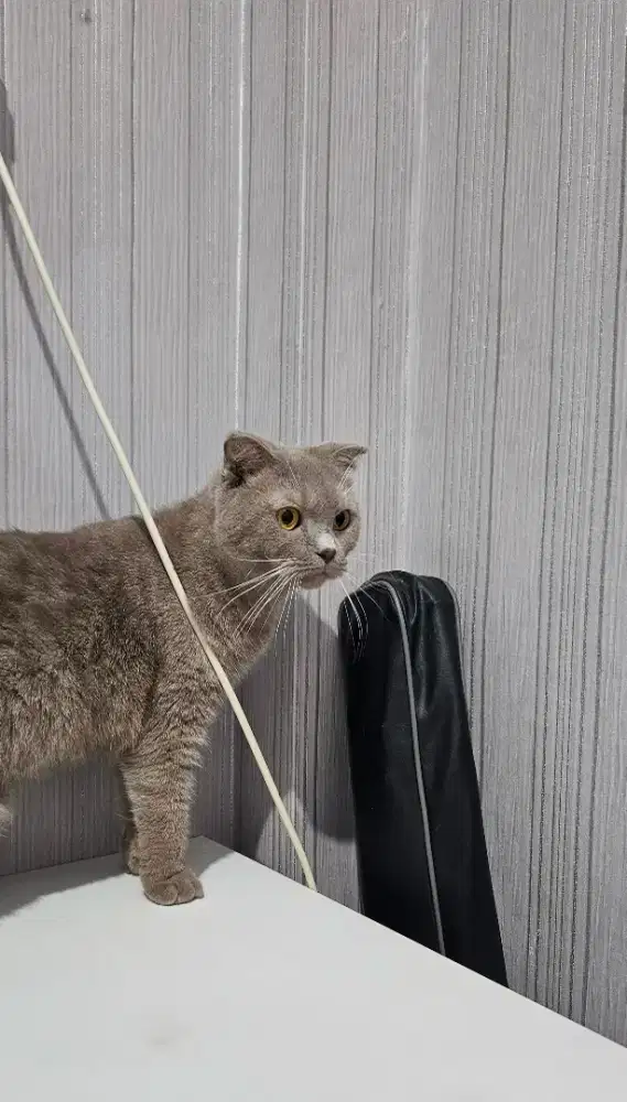 Scottish Fold lilac betina proven