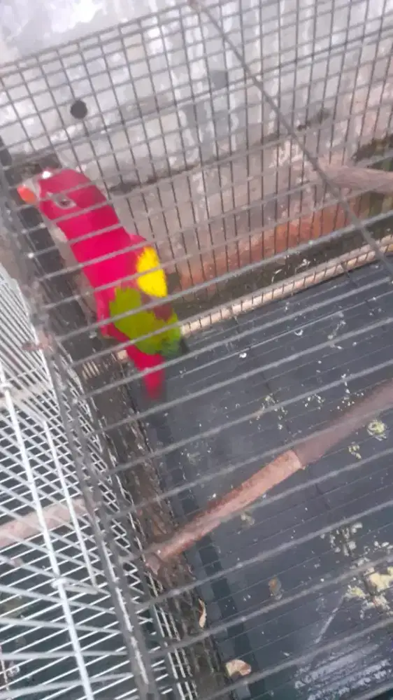 Burung puter nuterr burja