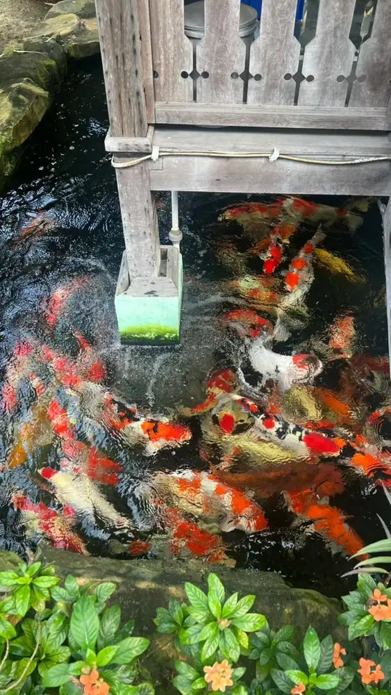 IKAN KOI IMPORT