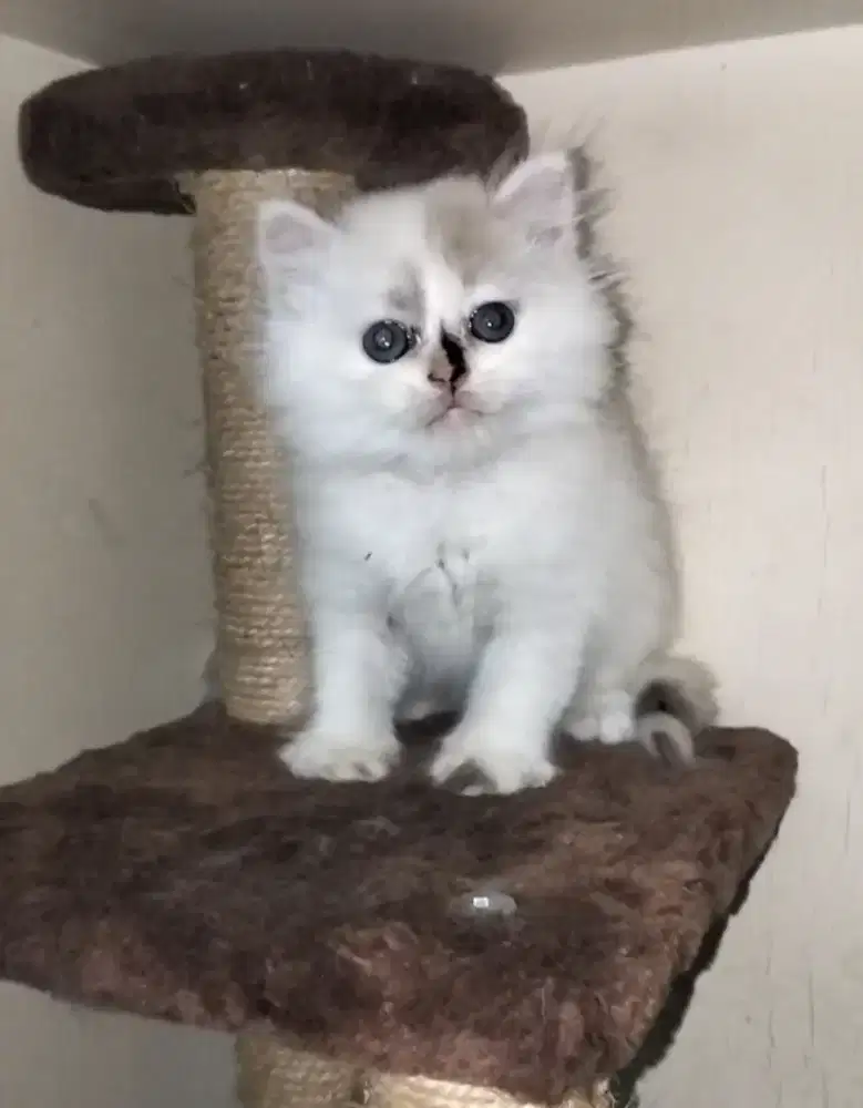 Kucing Persia Betina