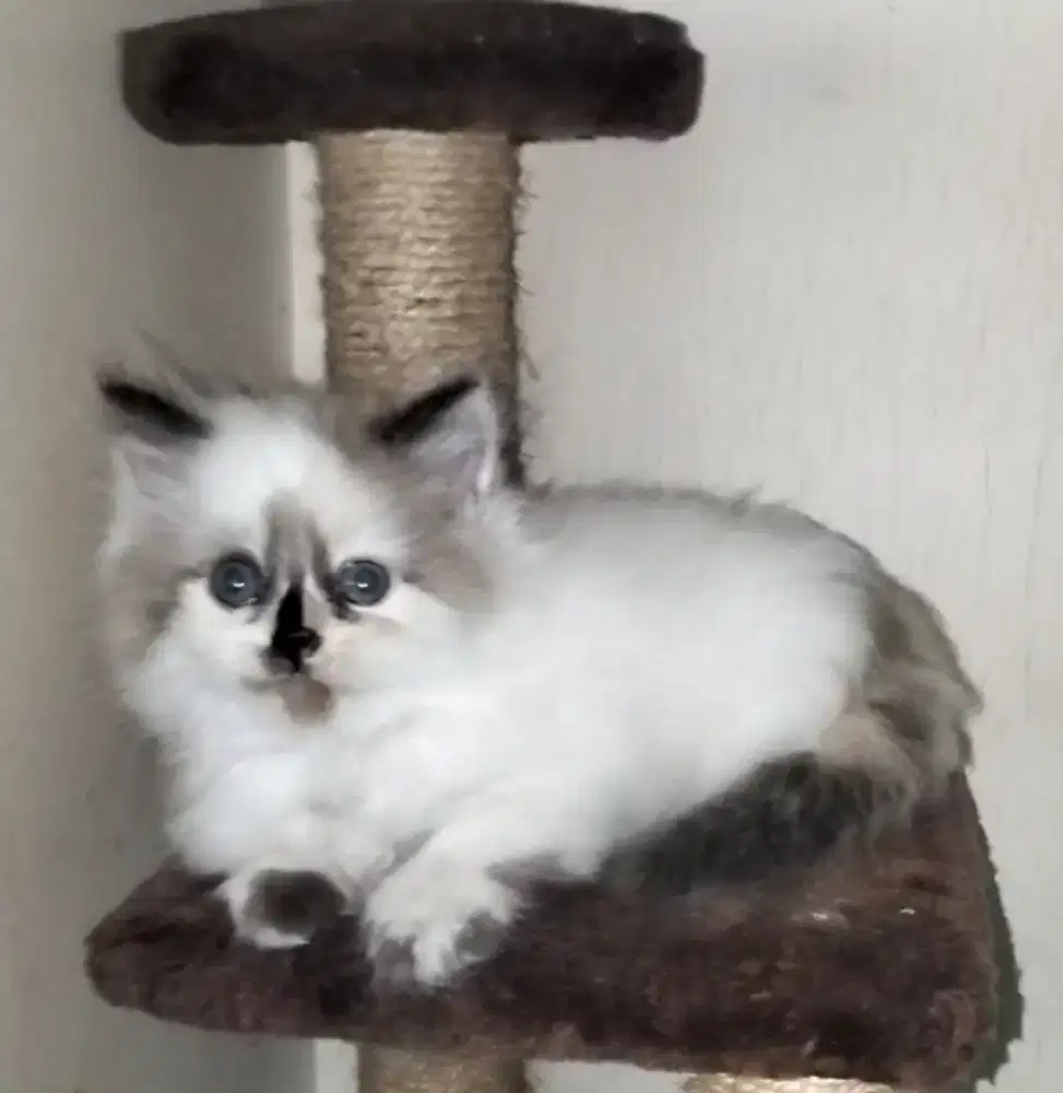 Kucing Persia Betina