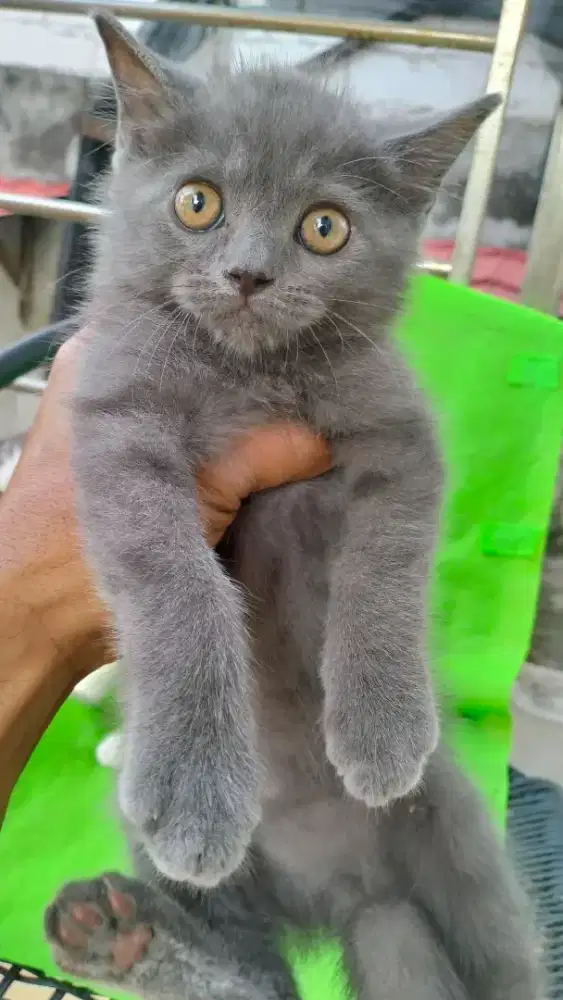 Kucing Persia Jantan