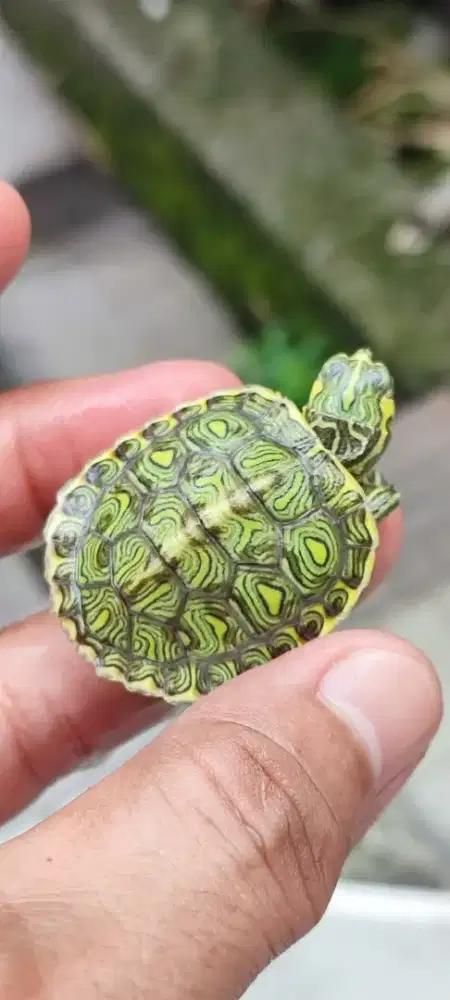 Baby kura kura motif ajib