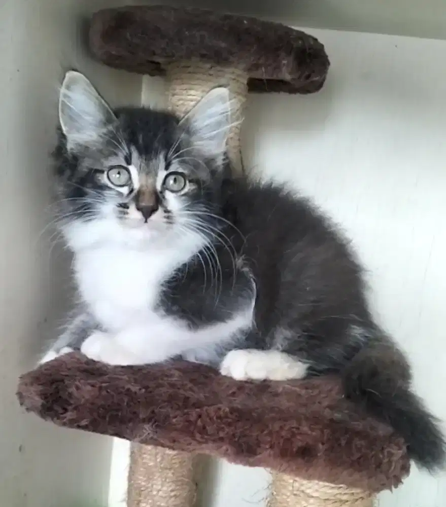 Kucing Persia Jantan