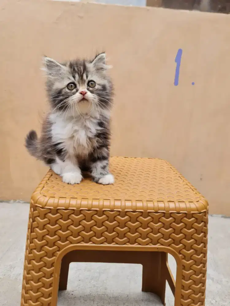 Open adopsi kitten persia