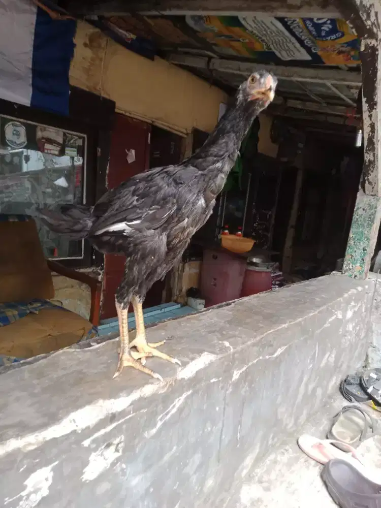 Ayam Bangkok betina bonus TERPAL 20 lembar
