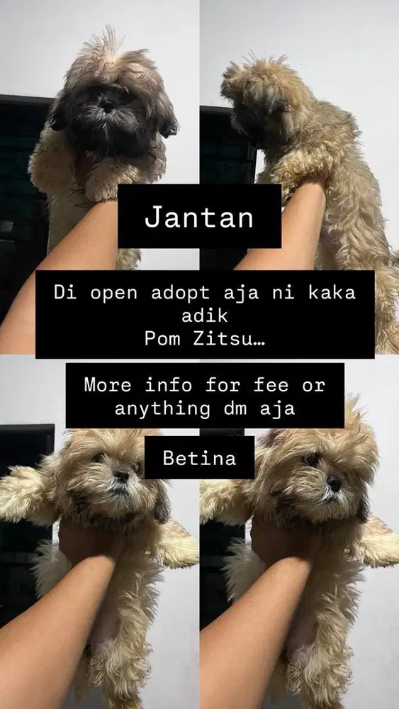 For sale mix Pom Zitsu