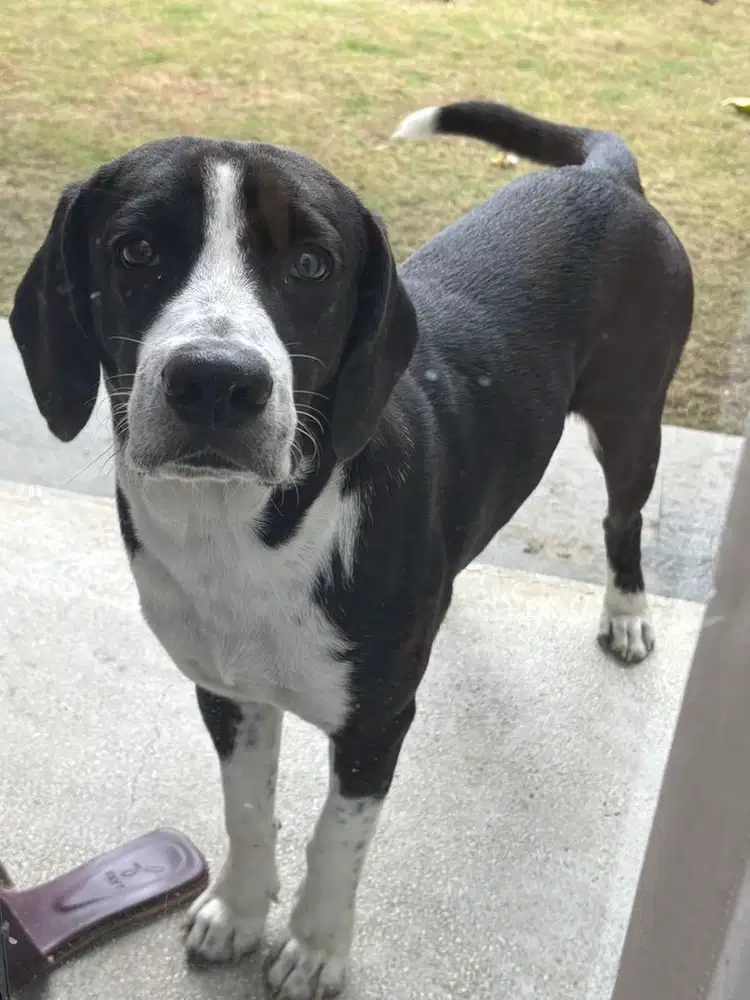 Ready Adopt Anakan Beagle Mix