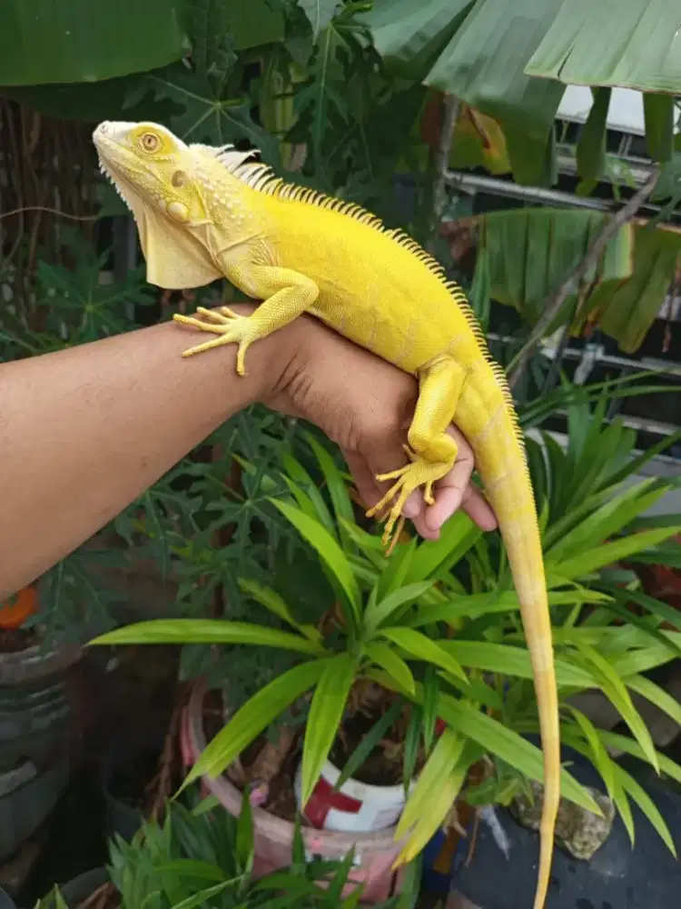 Iguana albino murmerrrrr