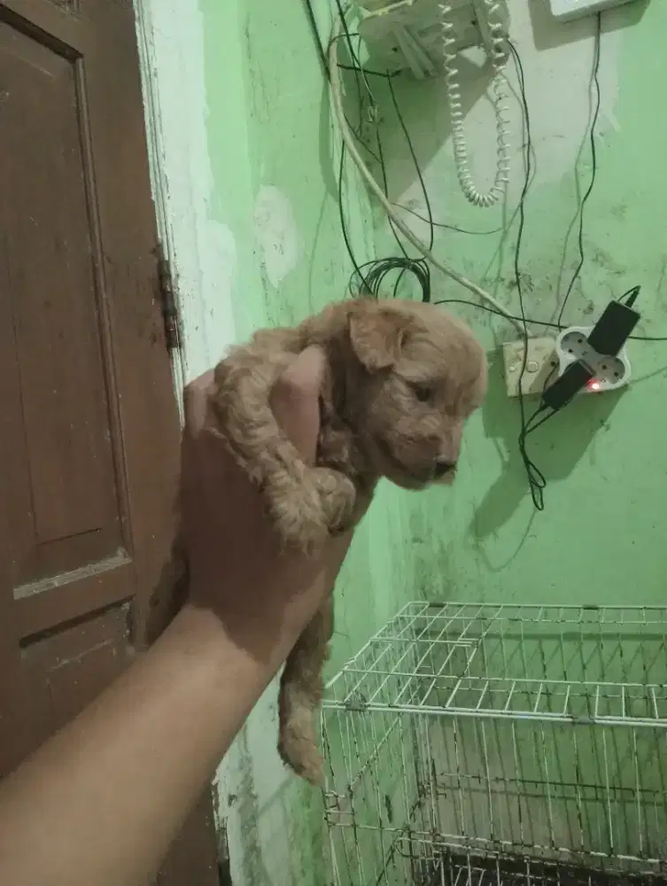 Anjing  yang banyak bulu yah jantan