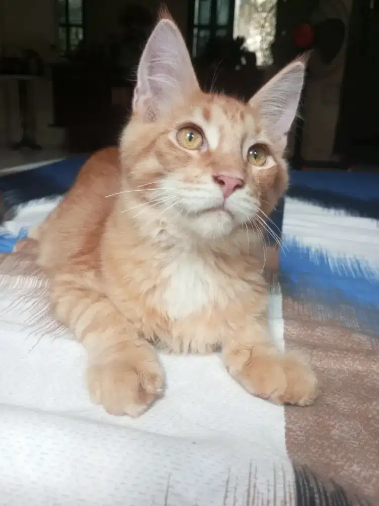kucing mainecoon usia 4 bln