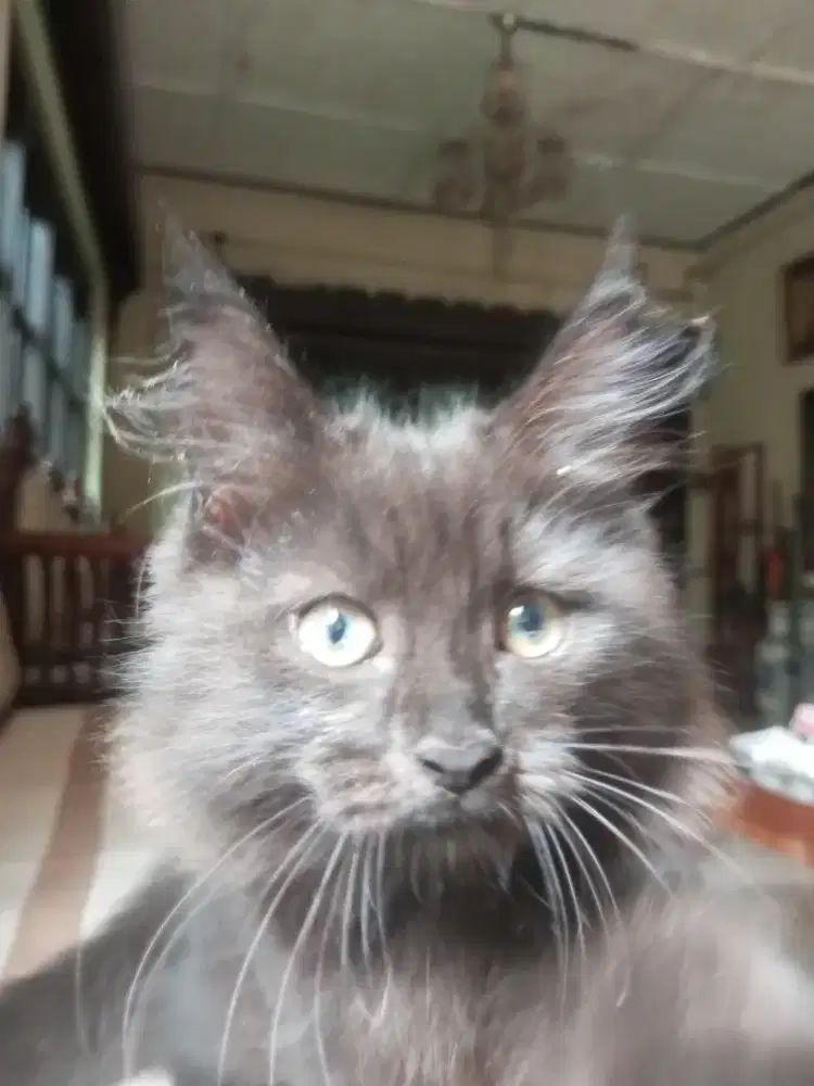 kucing mainecoon betina 3 bln