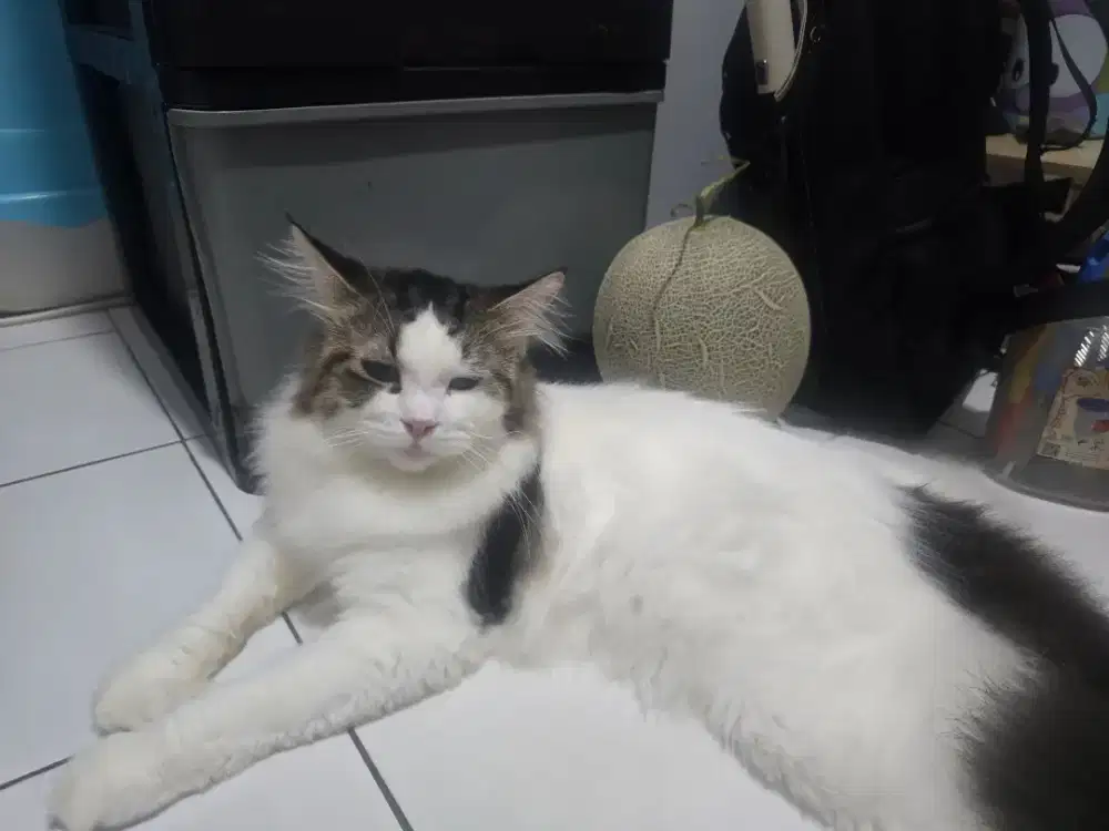 Kucing mix mainecoon-ragdoll